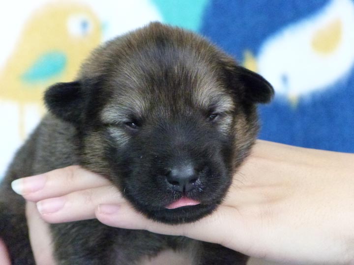 chinook puppy